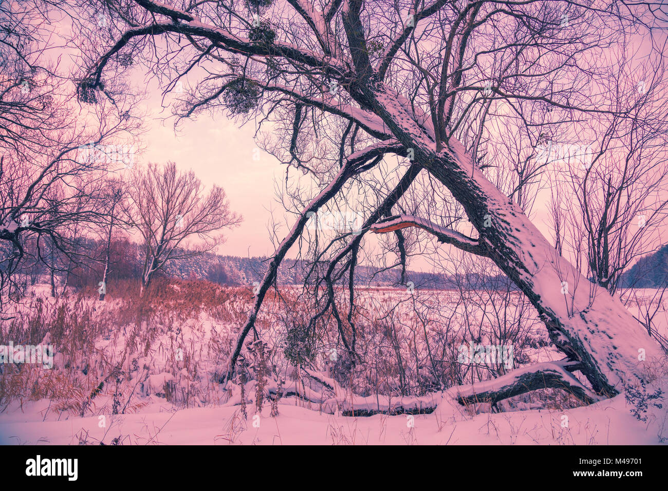 Snowy rural landscape. Tree near frozen lake Stock Photo