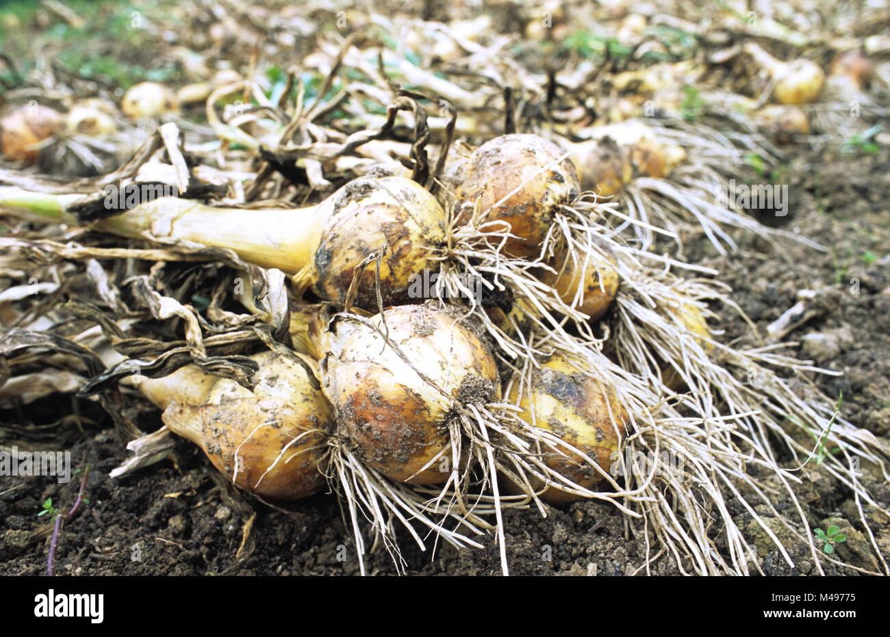 Onions grown on soil in hi-res stock photography and images - Alamy