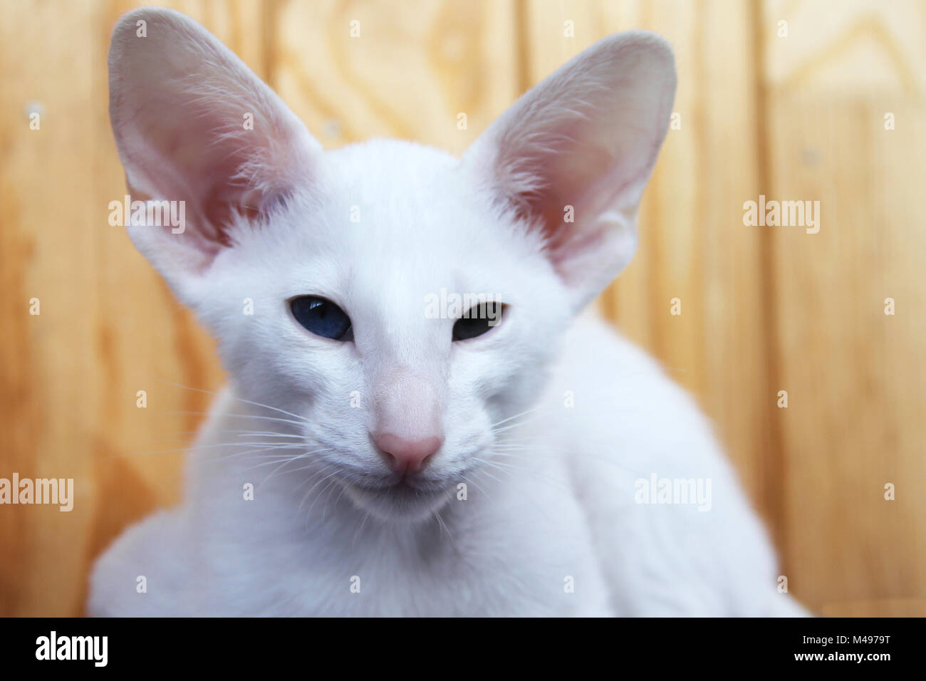 White oriental cat with eyes of different colors Stock Photo