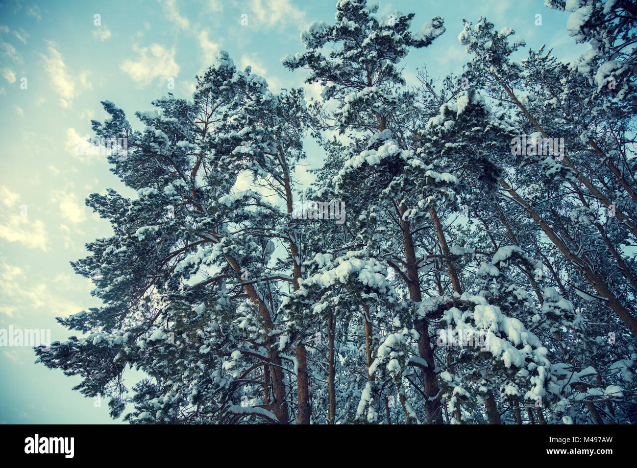 Winter landscape. Pine trees covered with snow against blue sky Stock ...