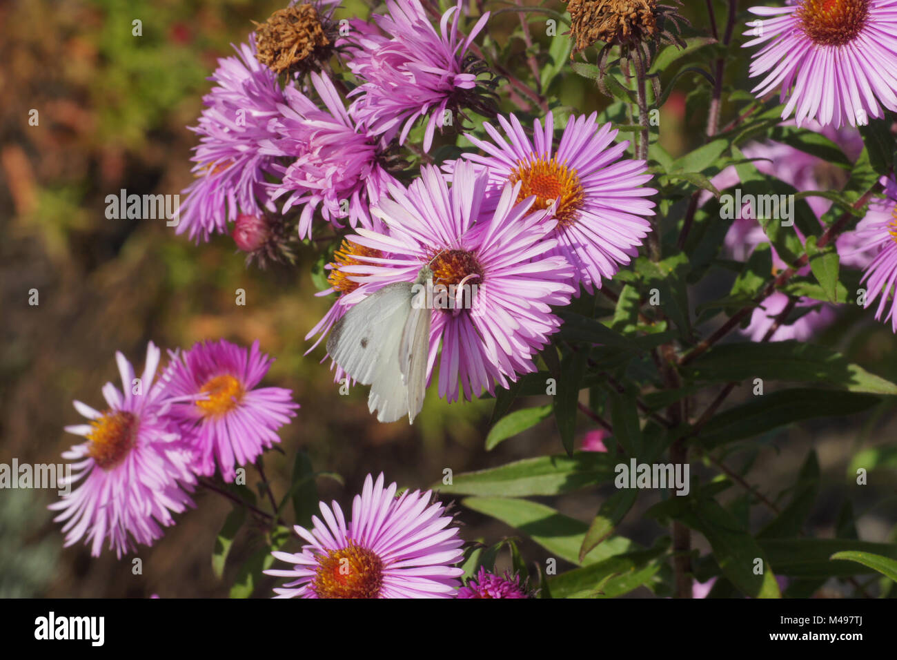 Aster novi-belgii, New York aster, with great white Stock Photo