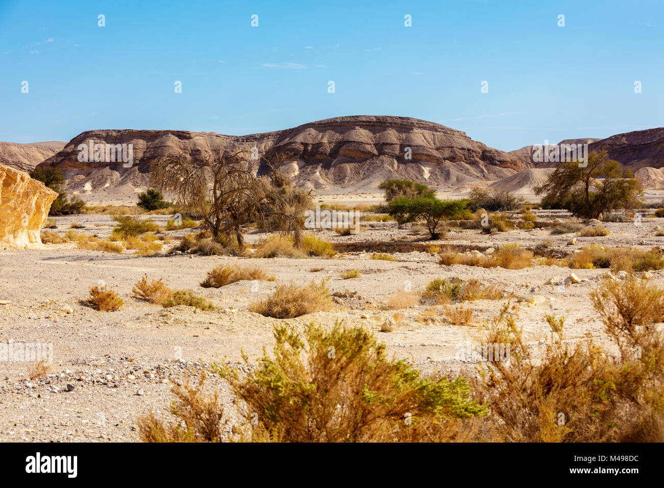 Landscape of the desert, dry riverbed. Trees grow along the dry riverbed Stock Photo