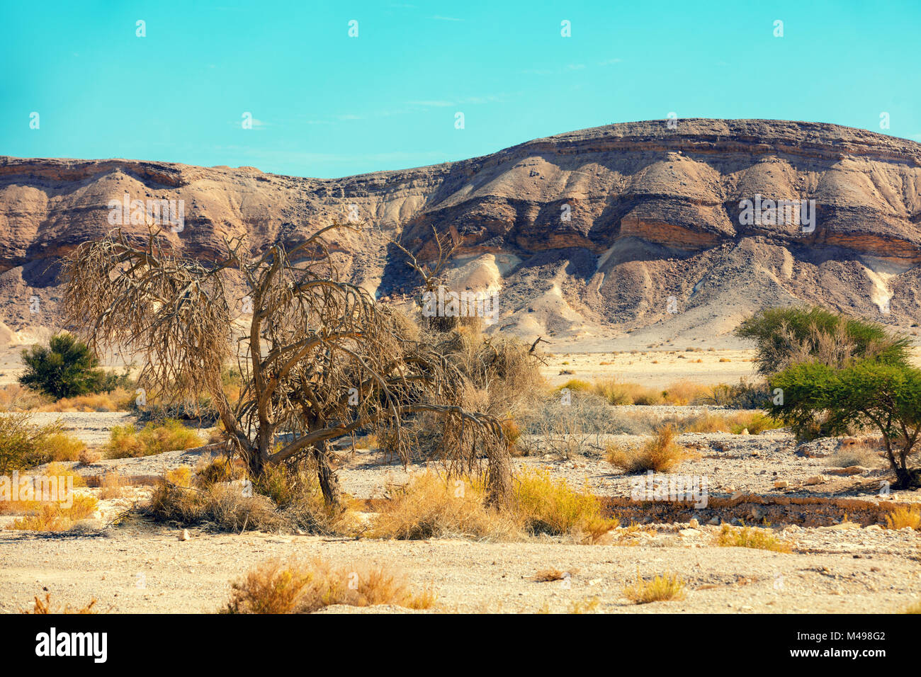 Landscape of the desert, dry riverbed. Trees grow along the dry riverbed Stock Photo