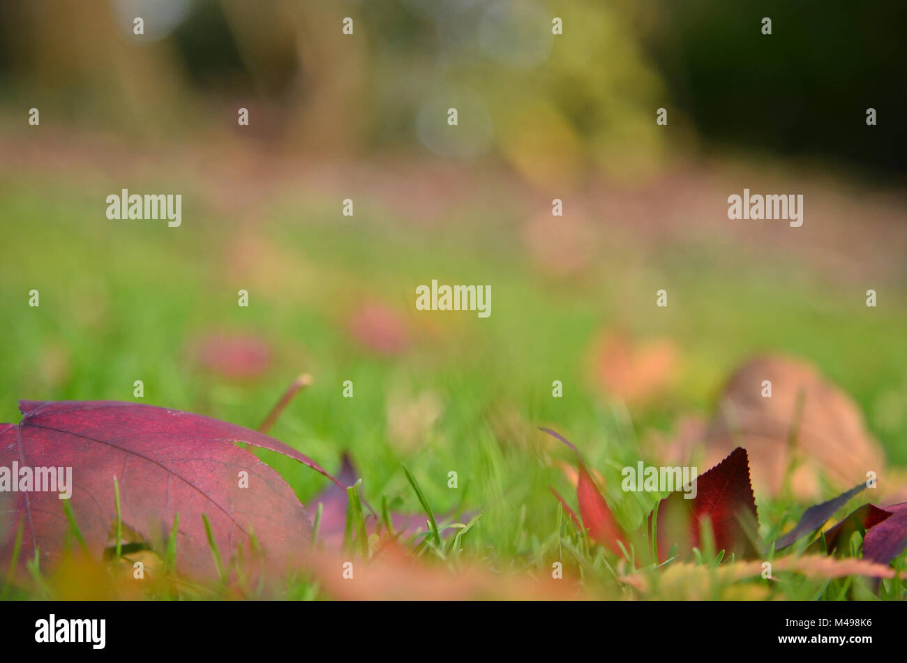 Leaves in foreground can be used as wallpaper. backdrop or advertising. Bokeh in background. Stock Photo