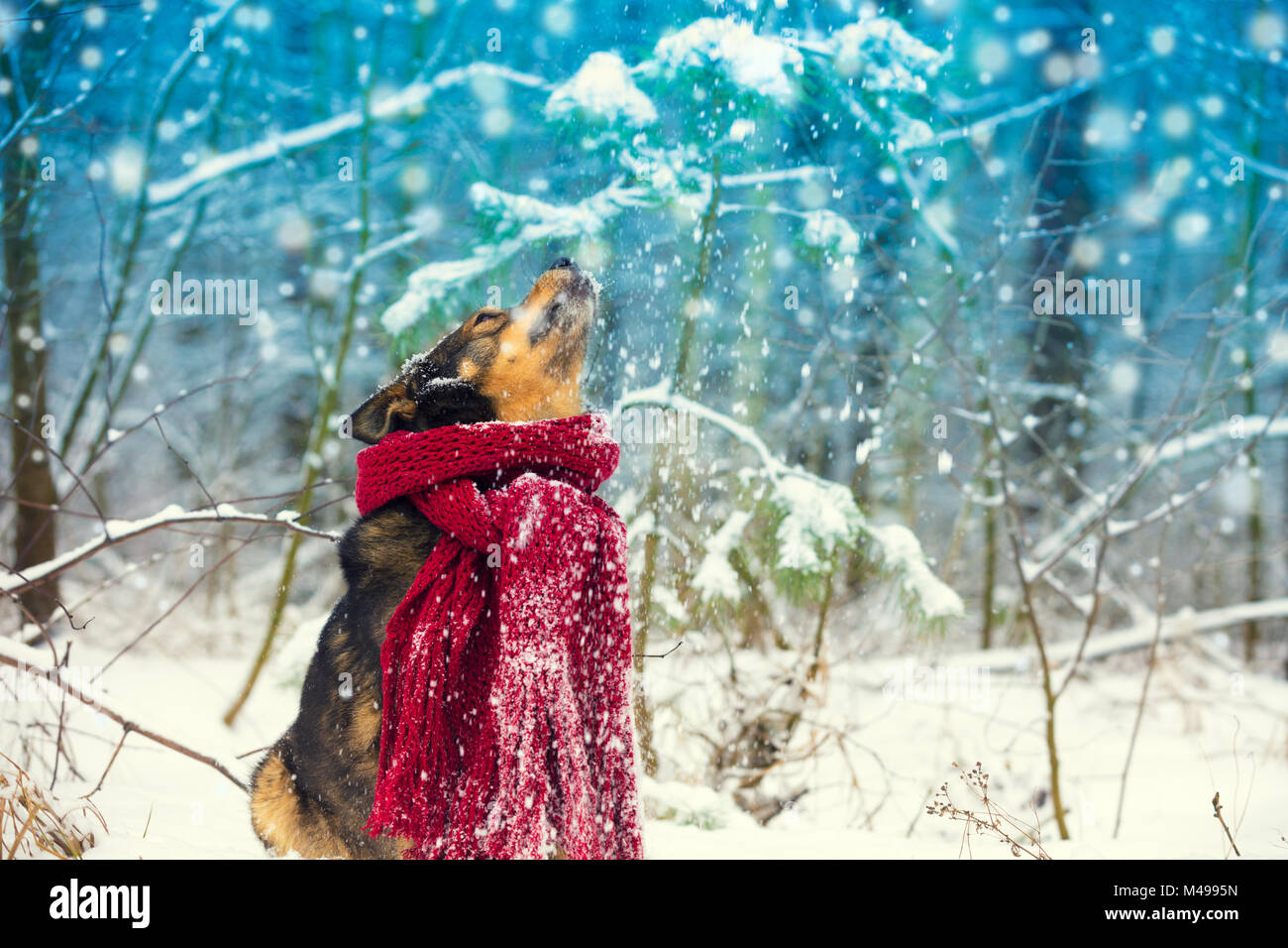 Portrait of a dog with the knitted scarf tied around the neck walking
