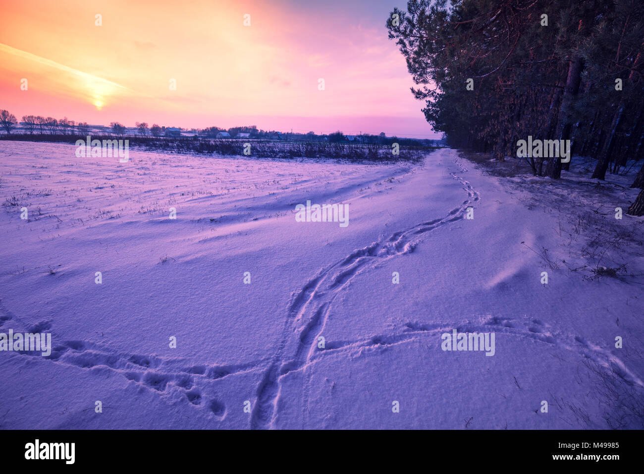 Snowy winter field at sunset light Stock Photo