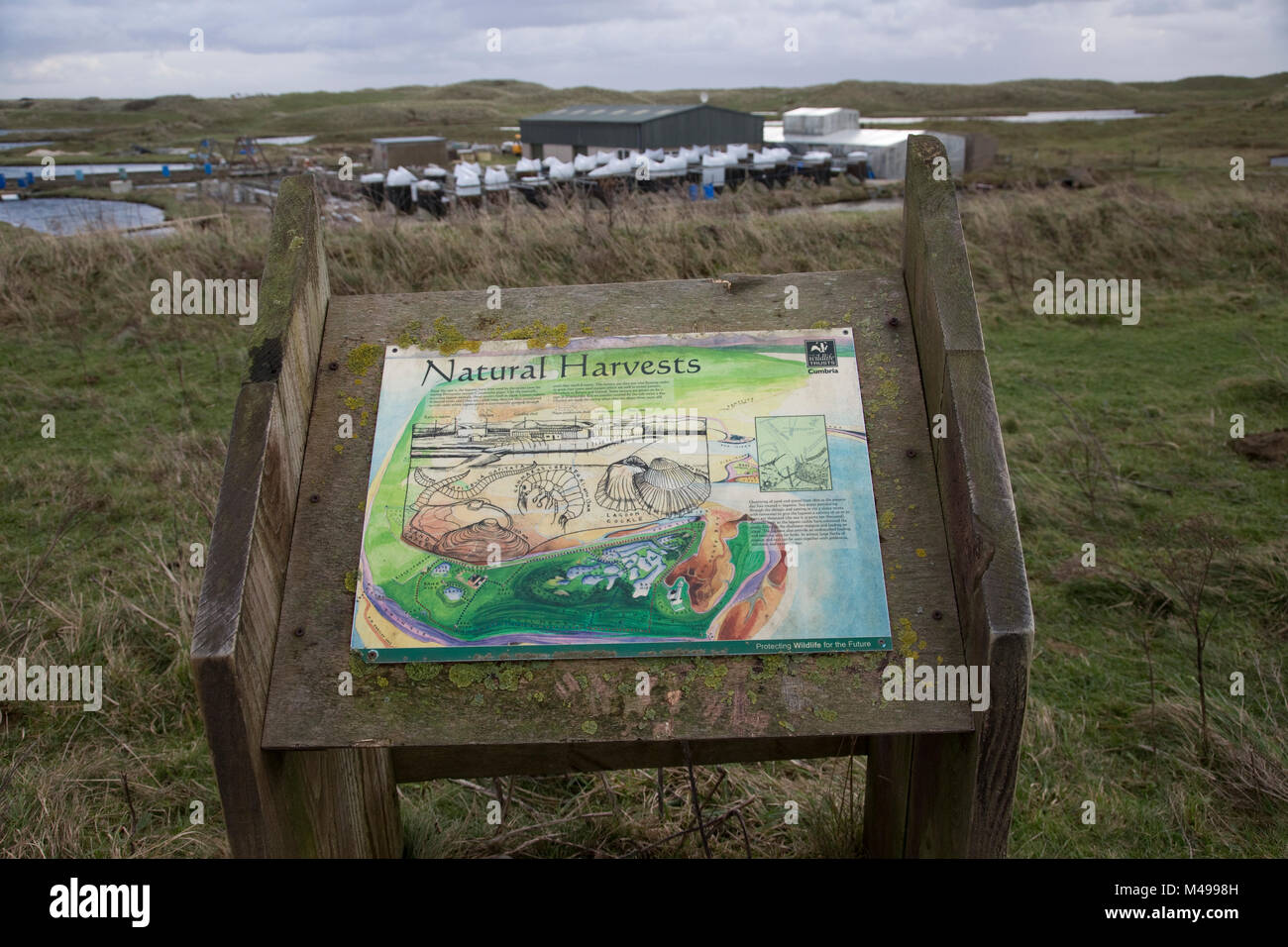 Information board Oyster Farm on lagoon Roa Island Cumbria UK Stock Photo