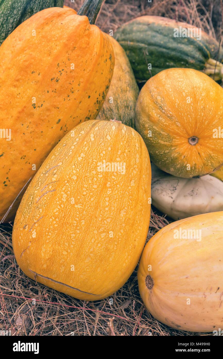 Big bright yellow and green pumpkins on dry grass Stock Photo