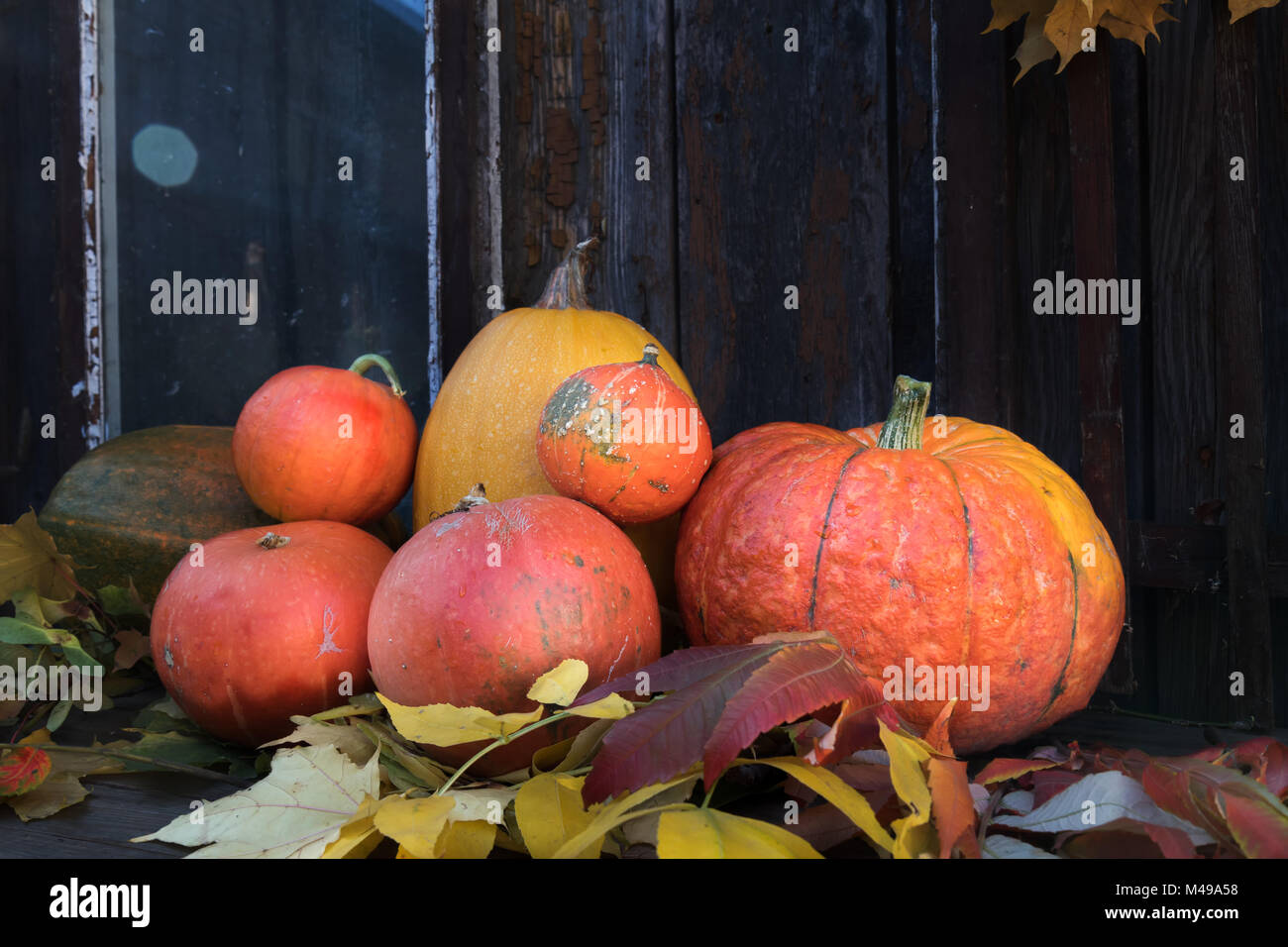 Big bright orange pumpkins on old dark wooden background Stock Photo ...