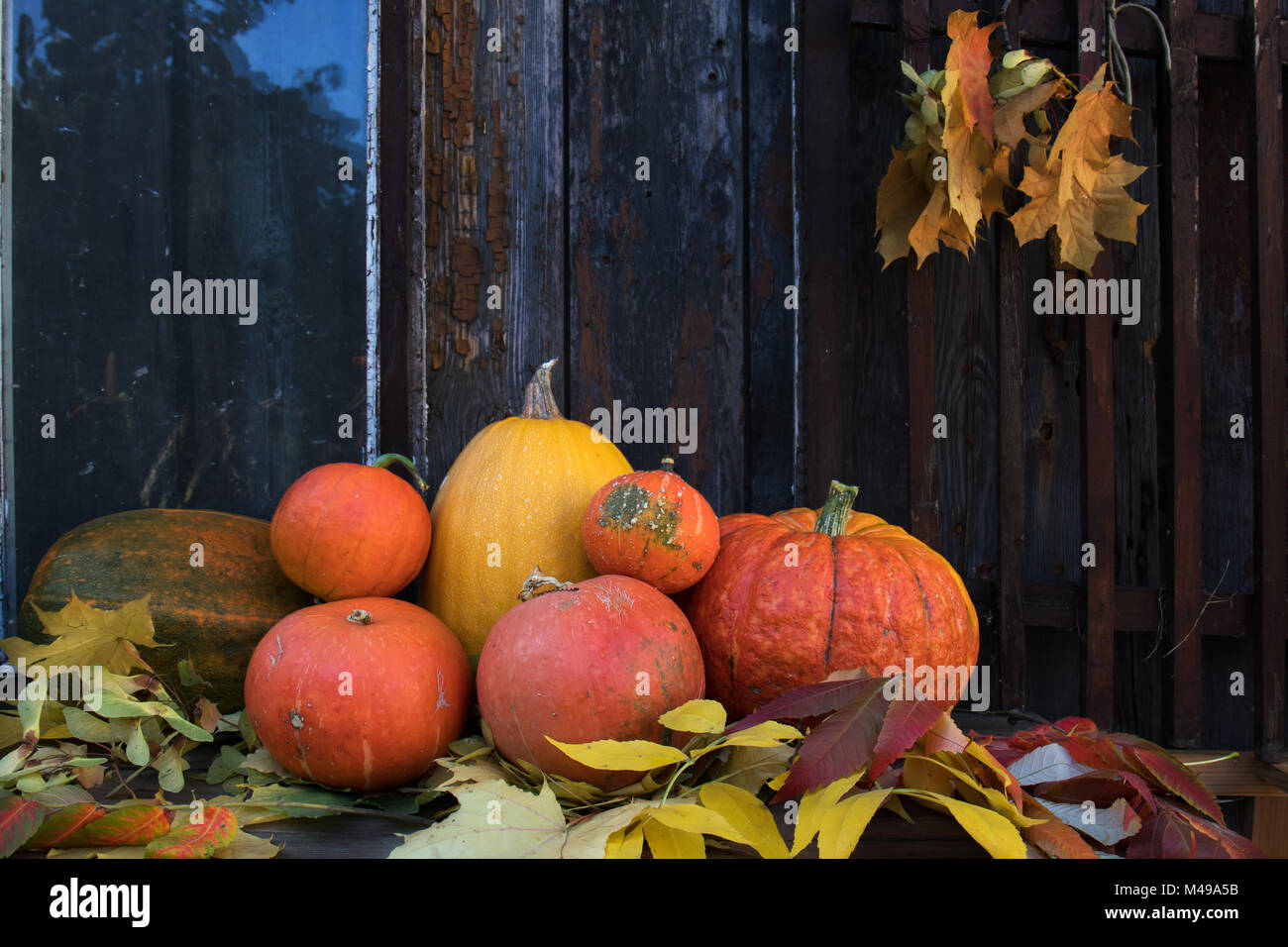 Big bright orange pumpkins on old dark wooden background Stock Photo ...