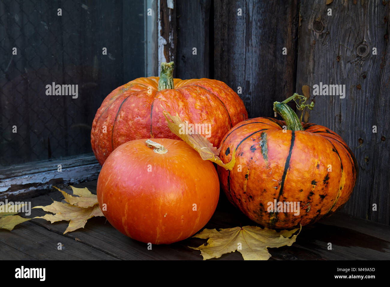Big bright orange pumpkins on old dark wooden background Stock Photo ...