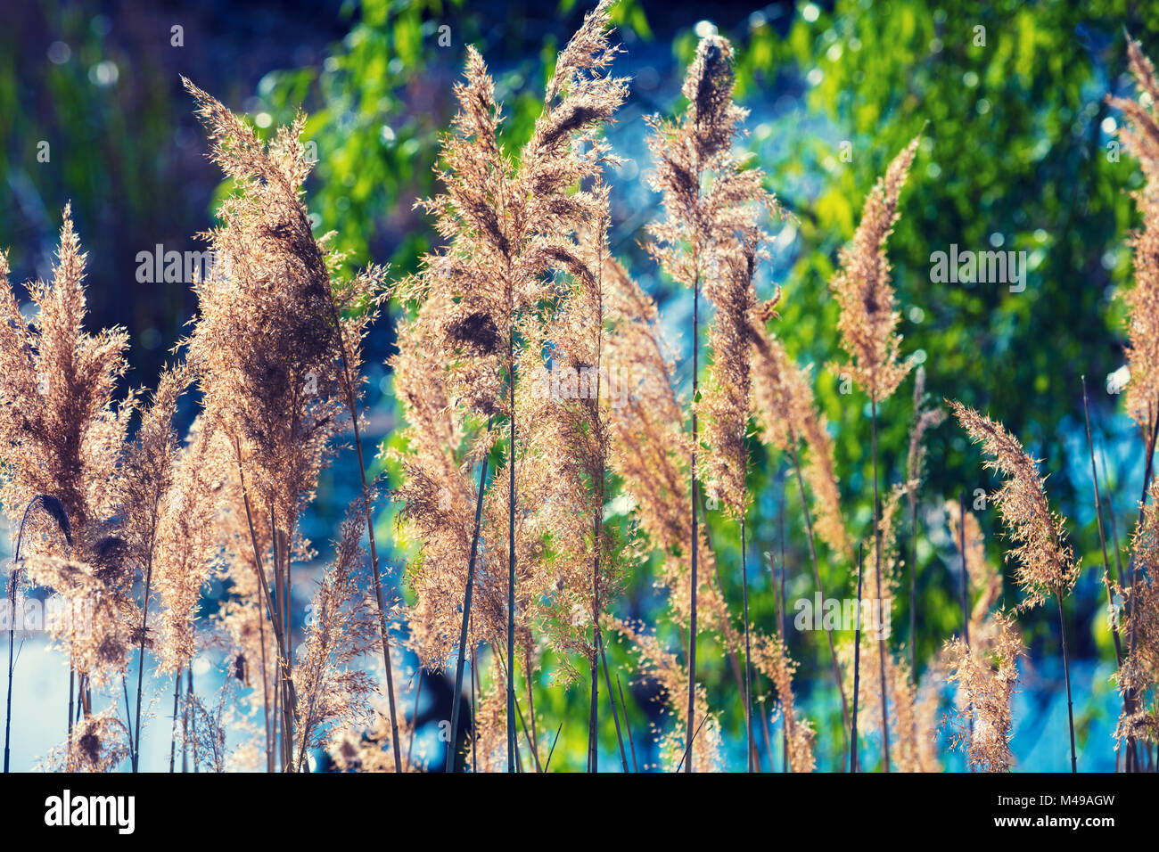 Beautiful nature landscape. Lakeshore with grass Stock Photo