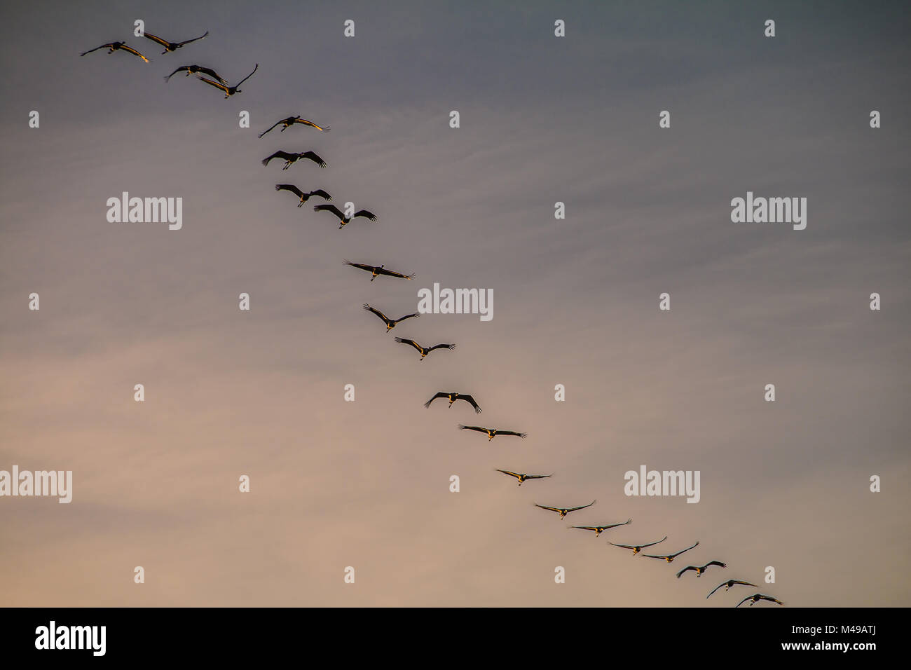 lCranes in formation flight in the evening sky Stock Photo