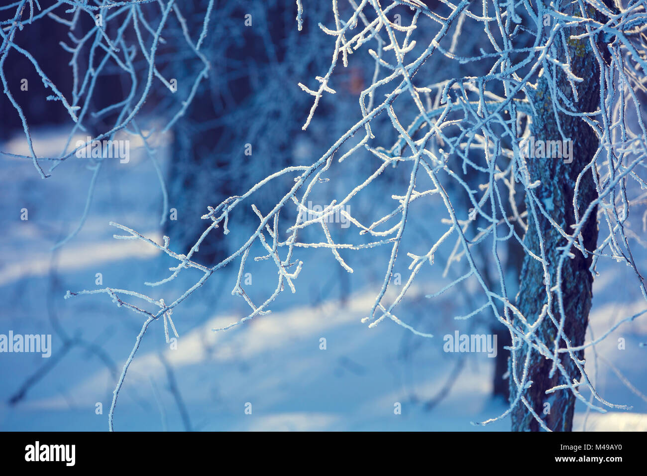 Winter landscape. Forest covered with snow Stock Photo - Alamy