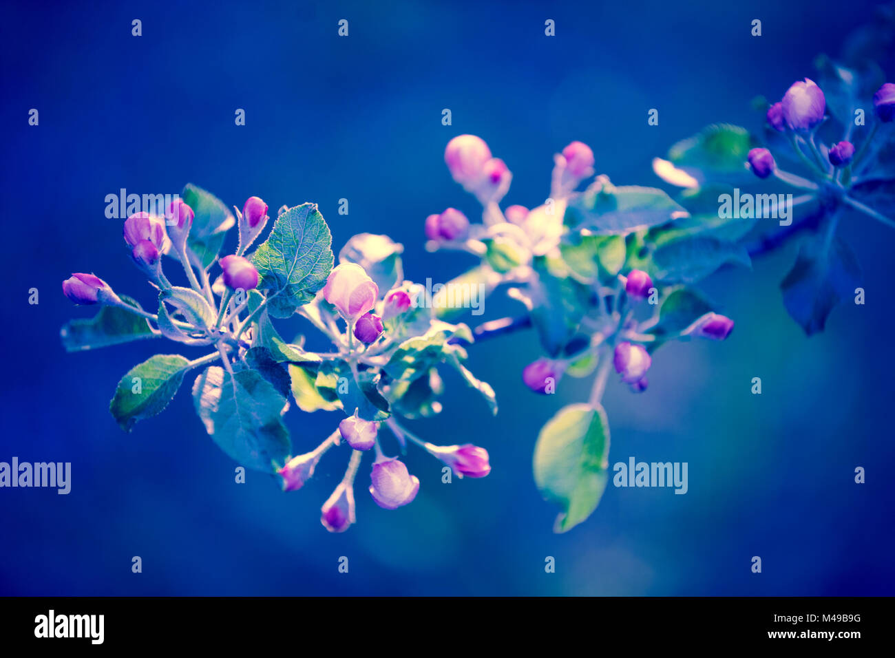 Pink vintage blossom apple tree branches at sunrise. Spring natural background Stock Photo