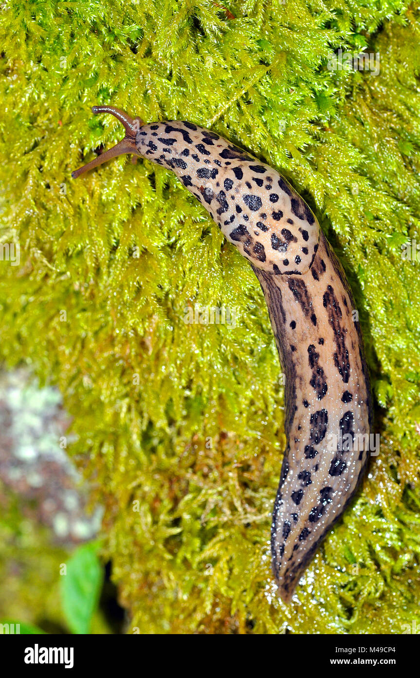 Leopard Slug Limax Maximus Stock Photo