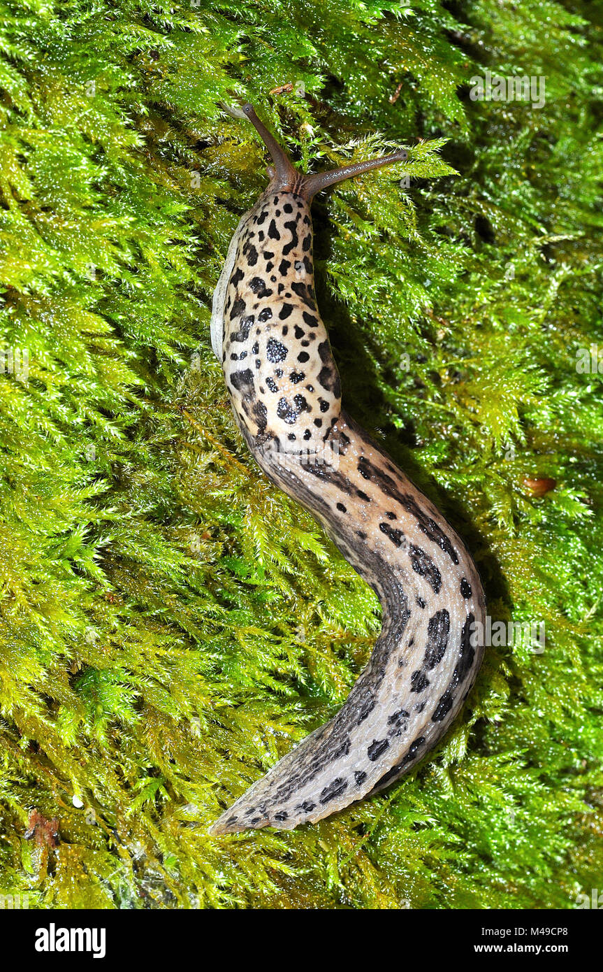 Leopard Slug Limax Maximus Stock Photo