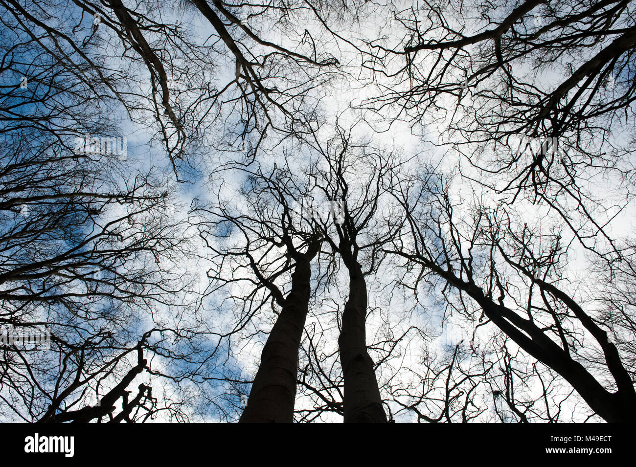 Trees in Burnham Beeches National Nature Reserve in winter Stock Photo