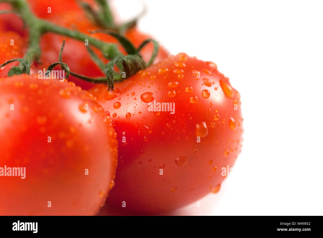 Bunch of fresh tomatoes with water drops, isolated on white background ...