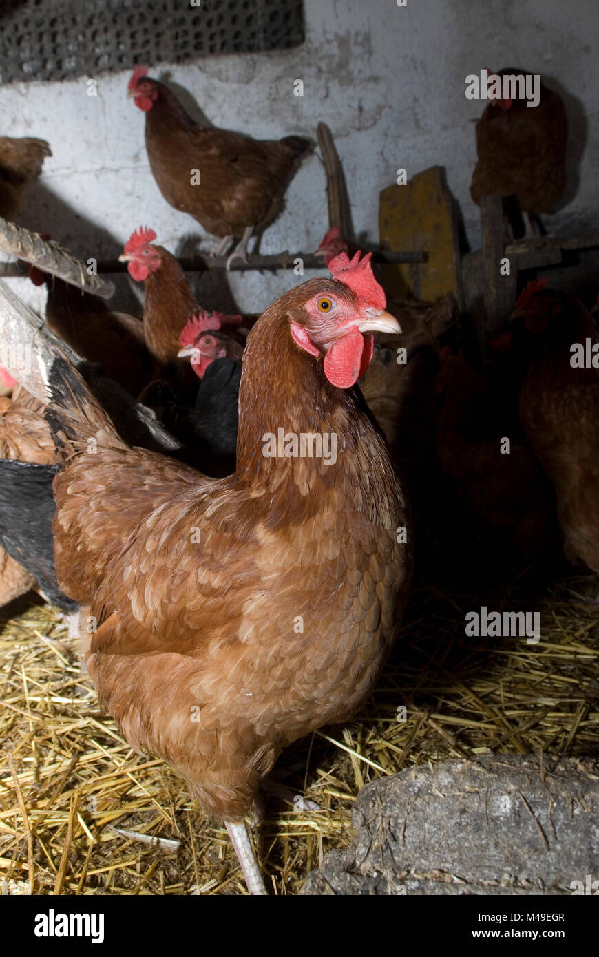 Chickens in a barn in Poland 2007 Stock Photo