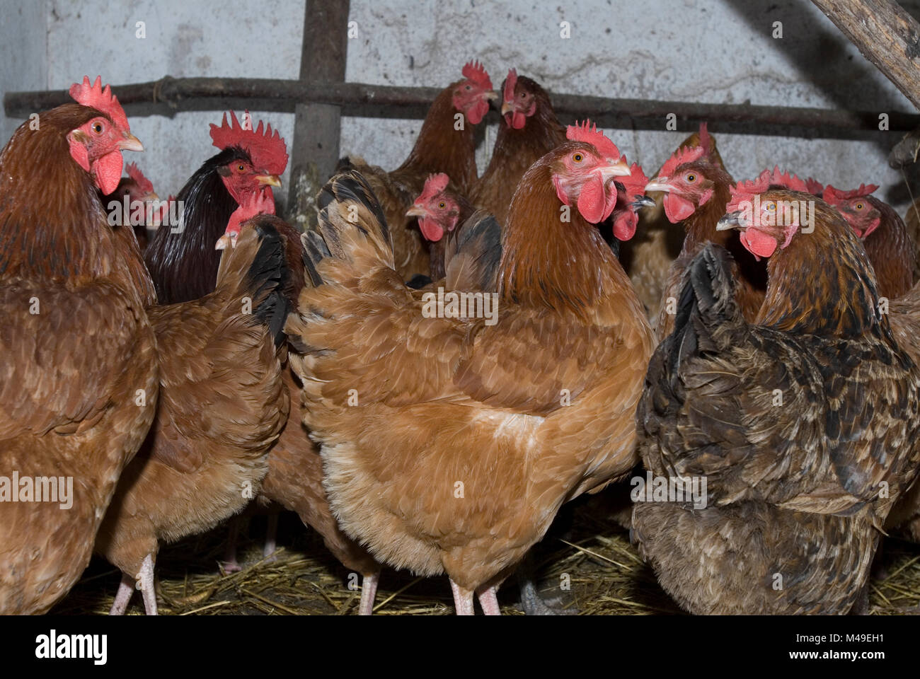 Chickens in a barn in Poland 2007 Stock Photo