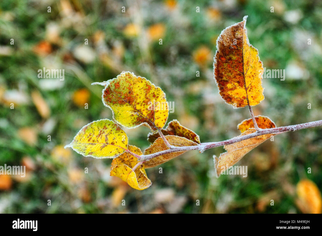 autumn foliage. frosty autumn morning Stock Photo
