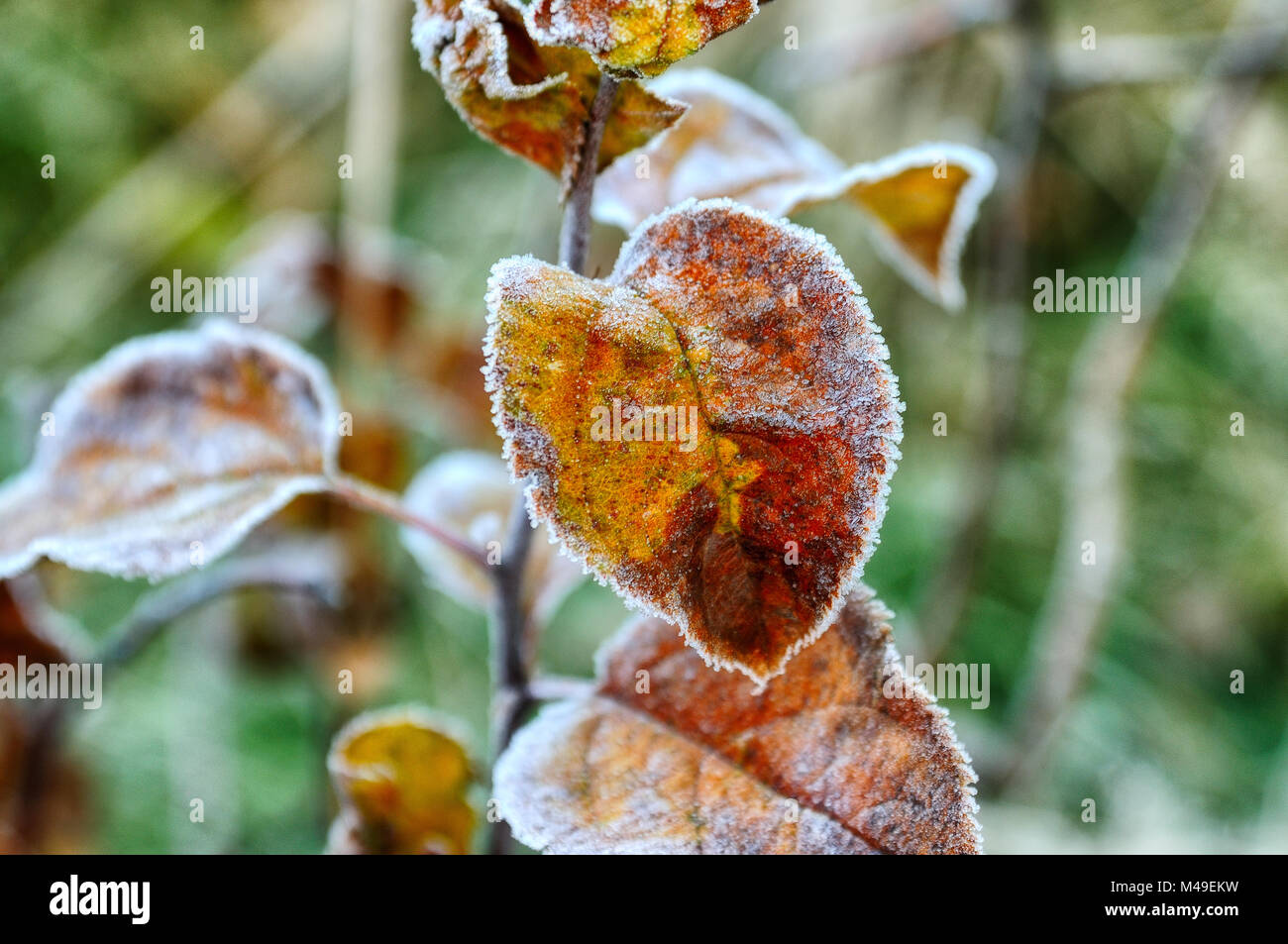 autumn foliage. frosty autumn morning Stock Photo