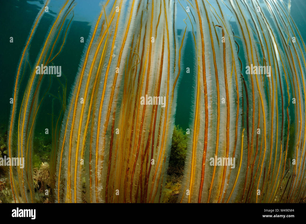 Dead man's rope algae (Chorda filum), Purbeck Marine Wildlife Reserve, Kimmeridge Bay, Dorset, UK, July. Stock Photo