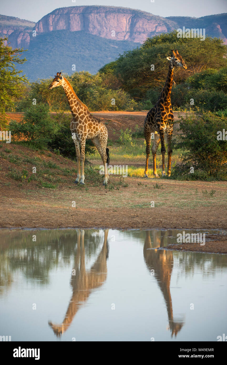 Two Giraffes (Giraffa camelopardalis) by water with reflections, Marataba, Marakele National Park, Limpopo Province, South Africa, February. Stock Photo