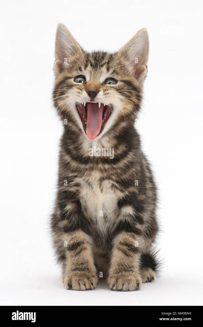 Tabby kitten, Picasso, 7 weeks, yawning. Stock Photo
