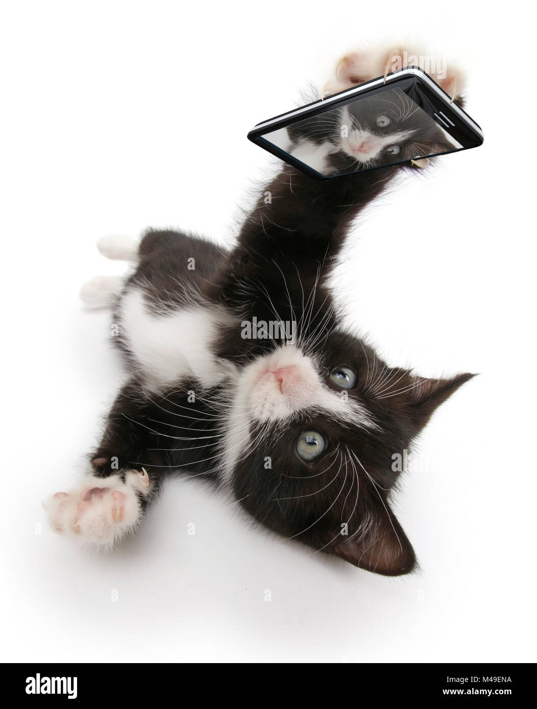 Black-and-white kitten, Solo, 6 weeks, 'taking a selfie'. Composite image. Stock Photo