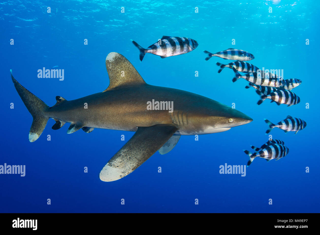 Oceanic whitetip shark (Carcharhinus longimanus) accompanied by a group of Pilotfish (Naucrates ductor). Rocky Island, Egypt. Red Sea Stock Photo