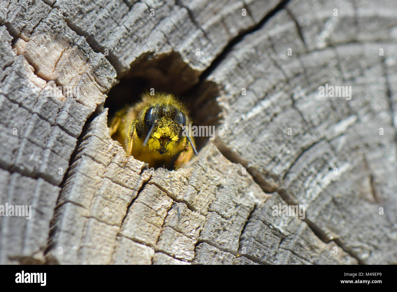 Red mason bee (Osmia rufa) female emerging from her nest hole in a drilled log within an insect hotel after provisioning a brood cell with pollen, Gloucestershire garden, UK, April. Stock Photo
