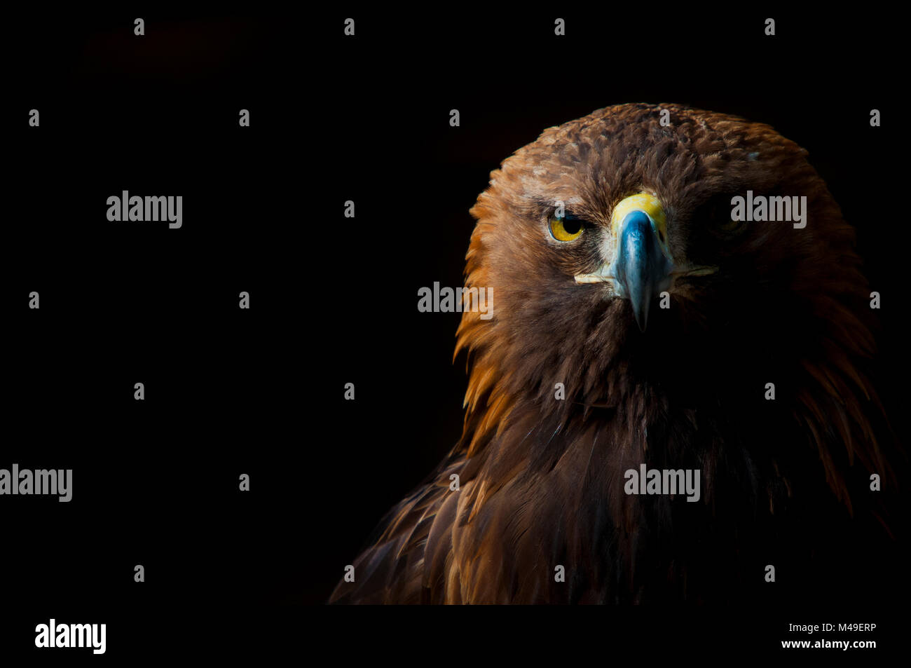 Golden eagle (Aquila chrysaetos) portrait, captive, occurs in the Northern hemisphere. Stock Photo