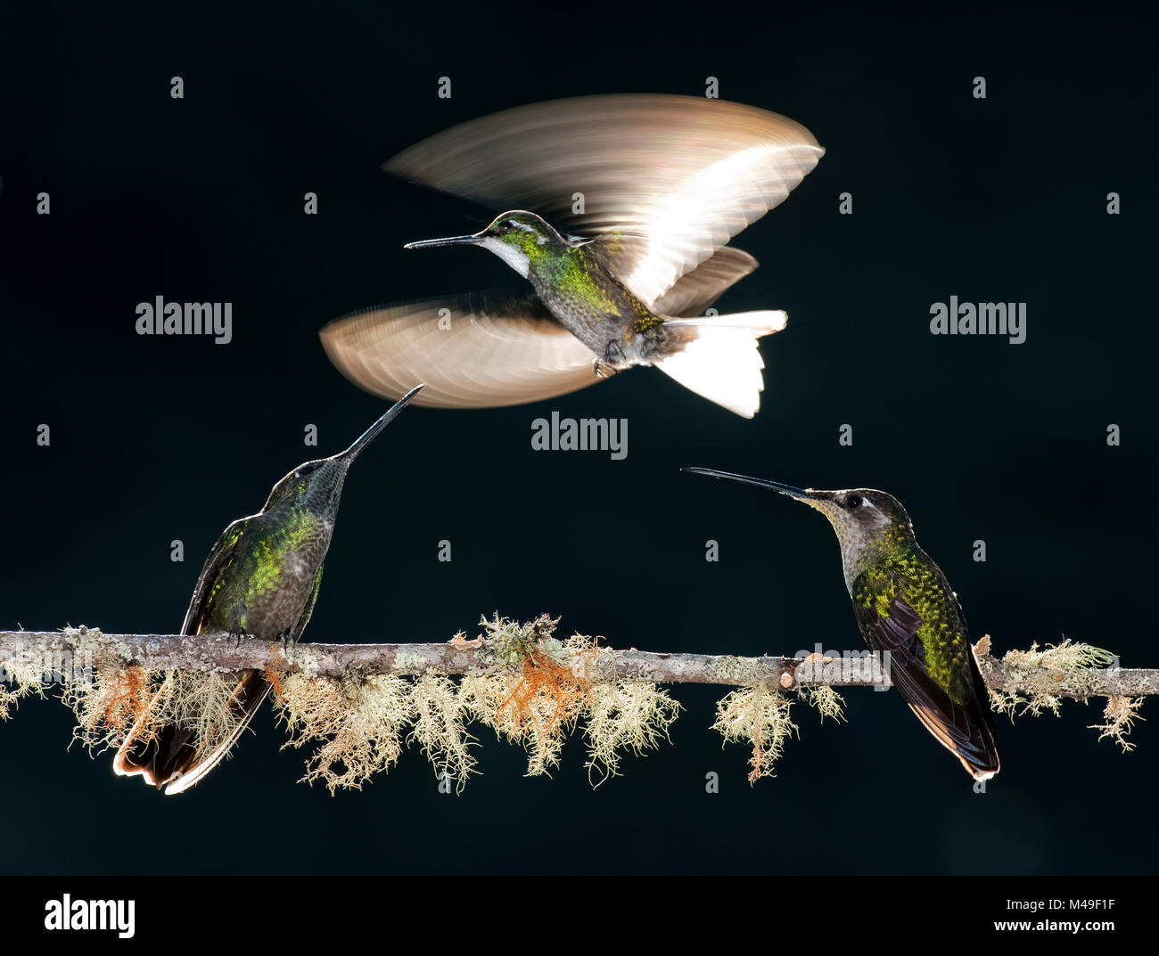 White-throated Mountain Gem (Lampornis castaneoventris), Green-crowned Brilliant (Heliodoxa jacula) group of three with one in flight, Savegre, Costa Rica Stock Photo