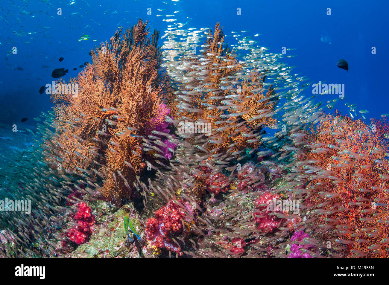 Gorgonian sea fans (Melithaea sp.) with a large school of Pygmy sweepers (Parapriacanthus ransonetti) Andaman Sea, Thailand. Stock Photo
