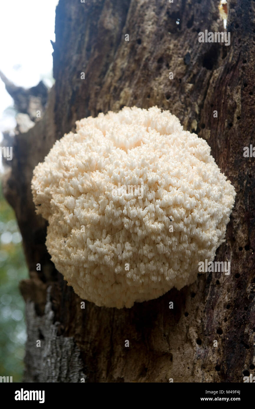 White fungus growing on a tree trunk Stock Photo Alamy