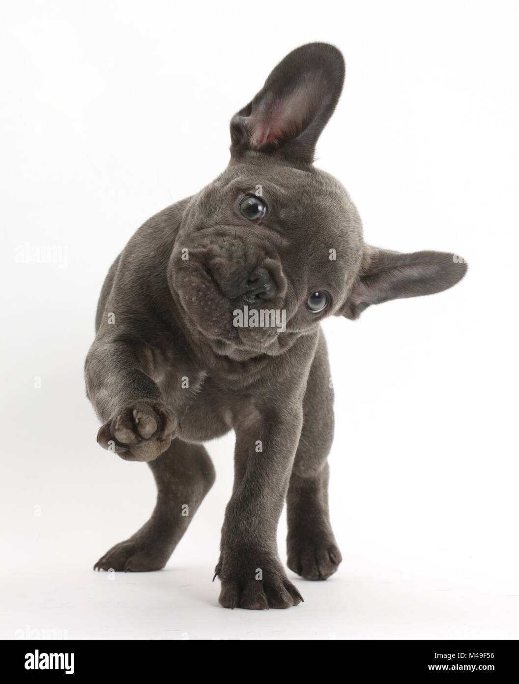 French bulldog with head on side and paw raised. Stock Photo