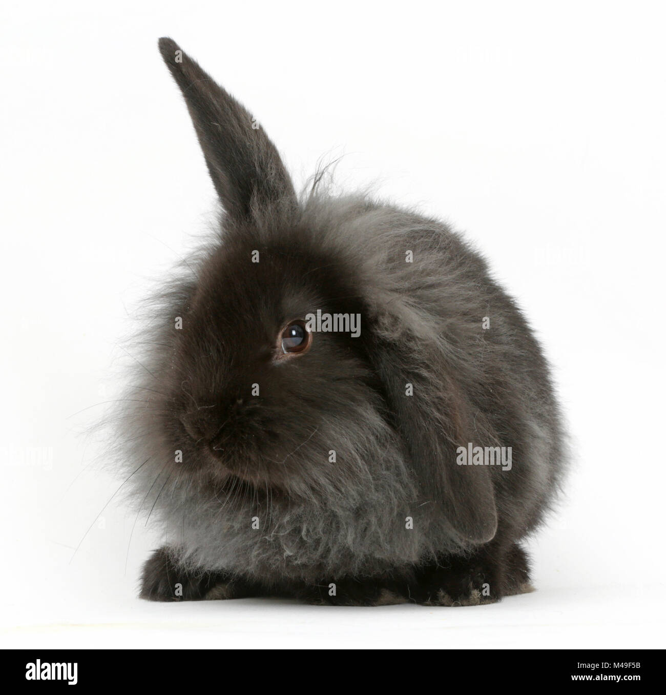 Black smoke fluffy Lionhead x Lop rabbit. Stock Photo