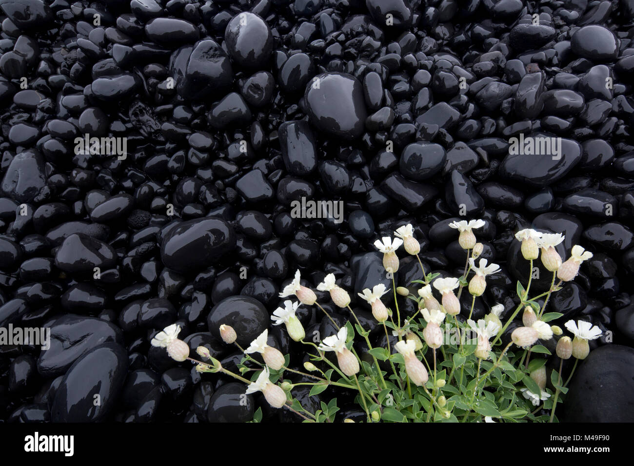 Sea campion (Silene uniflora) white flowers growing on black volcanic rocks, Snaefellsnes, Iceland, June Stock Photo
