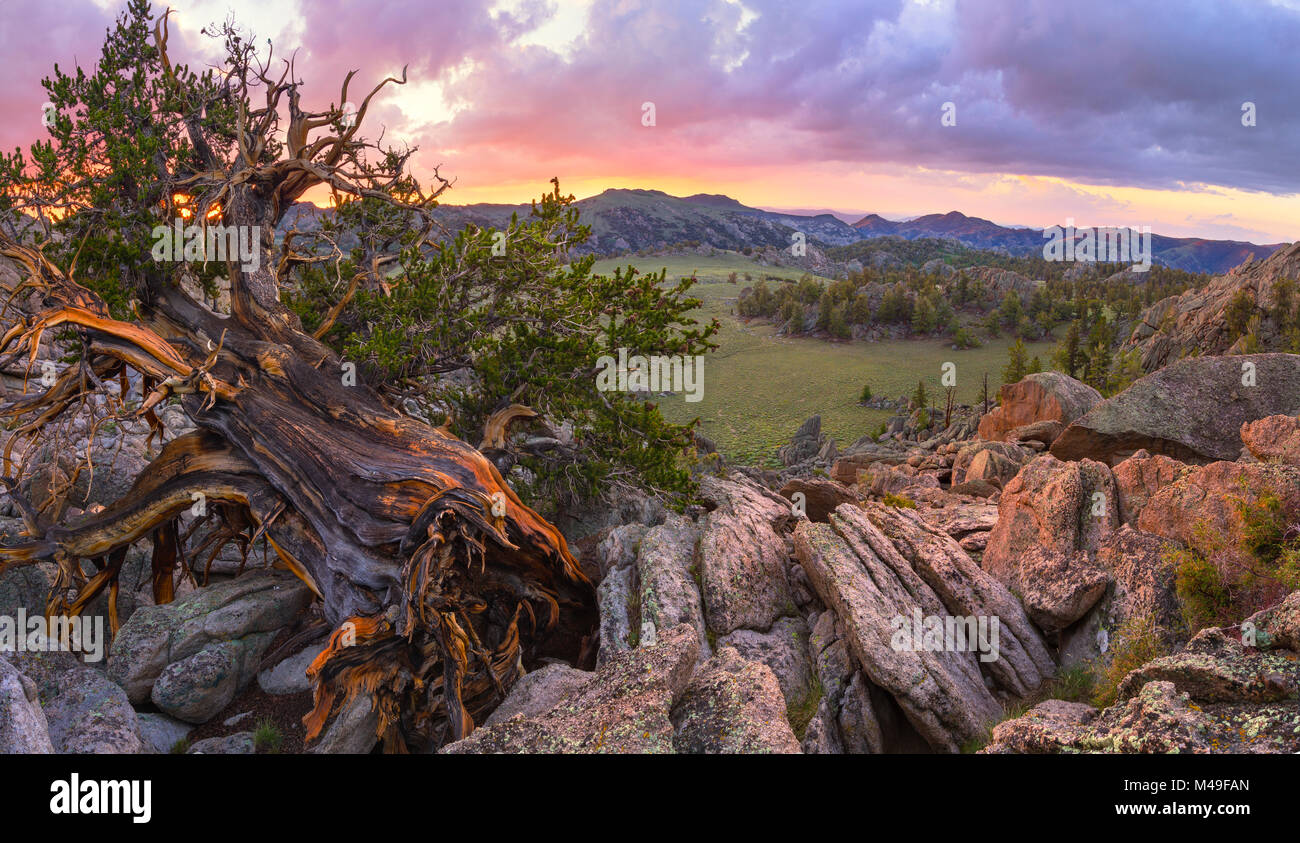 Ancient Bristlecone pine (Pinus aristata) clings to life, with a grand view of endless sage valleys, White Mountains, California, USA, July Stock Photo