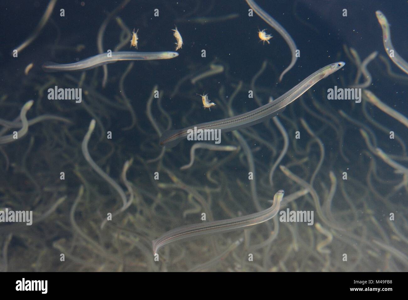 Young European eel (Anguilla anguilla) elvers, or glass eels, caught during their annual migration up rivers from the Bristol channel, swimming in a large holding tank prior to use in reintroduction projects across Europe, UK, March. Stock Photo