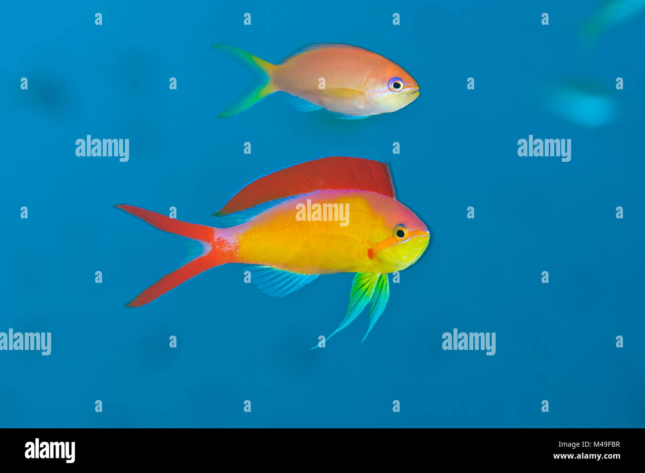 Flame anthias (Pseudanthias ignitus) displaying to the more drab female (above) during courtship in the evening. Similan Islands, Thailand. Andaman Sea, Indian Ocean. Stock Photo