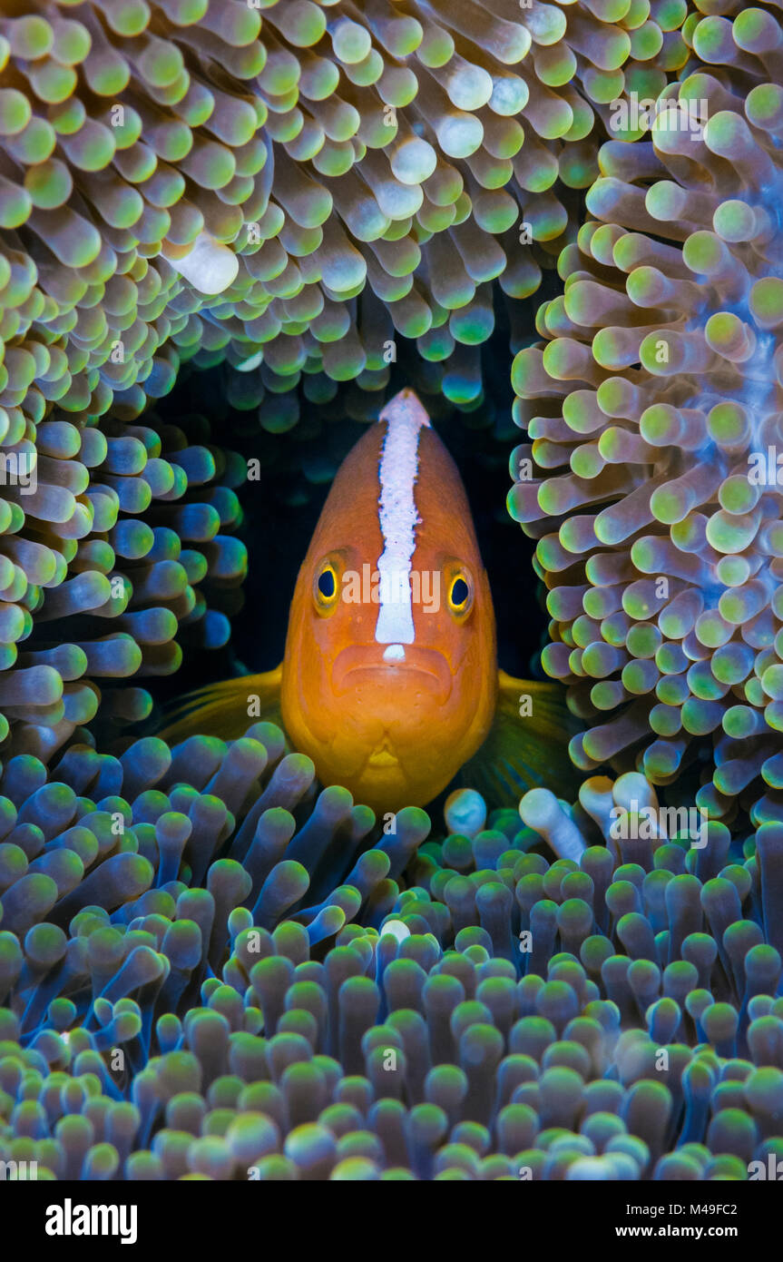 Orange anemonefish (Amphiprion sandaracinos) in its host Mertens' carpet sea anemone (Stichodactyla mertensii). Mabul Island, Sabah, Borneo, Malaysia. Celebes Sea / Sulawesi Sea. Stock Photo