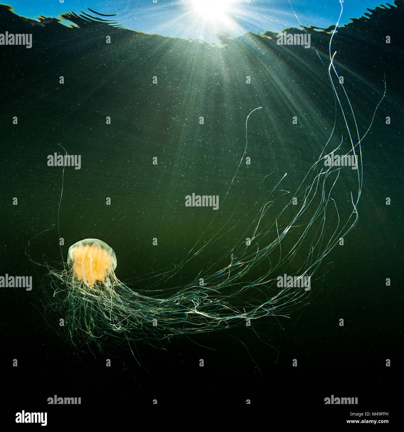 Lion's mane jellyfish (Cyanea capillata) with feeding tentacles spread swimming in the sun in shallow water. Gulen, Norway. North East Atlantic Ocean. Stock Photo