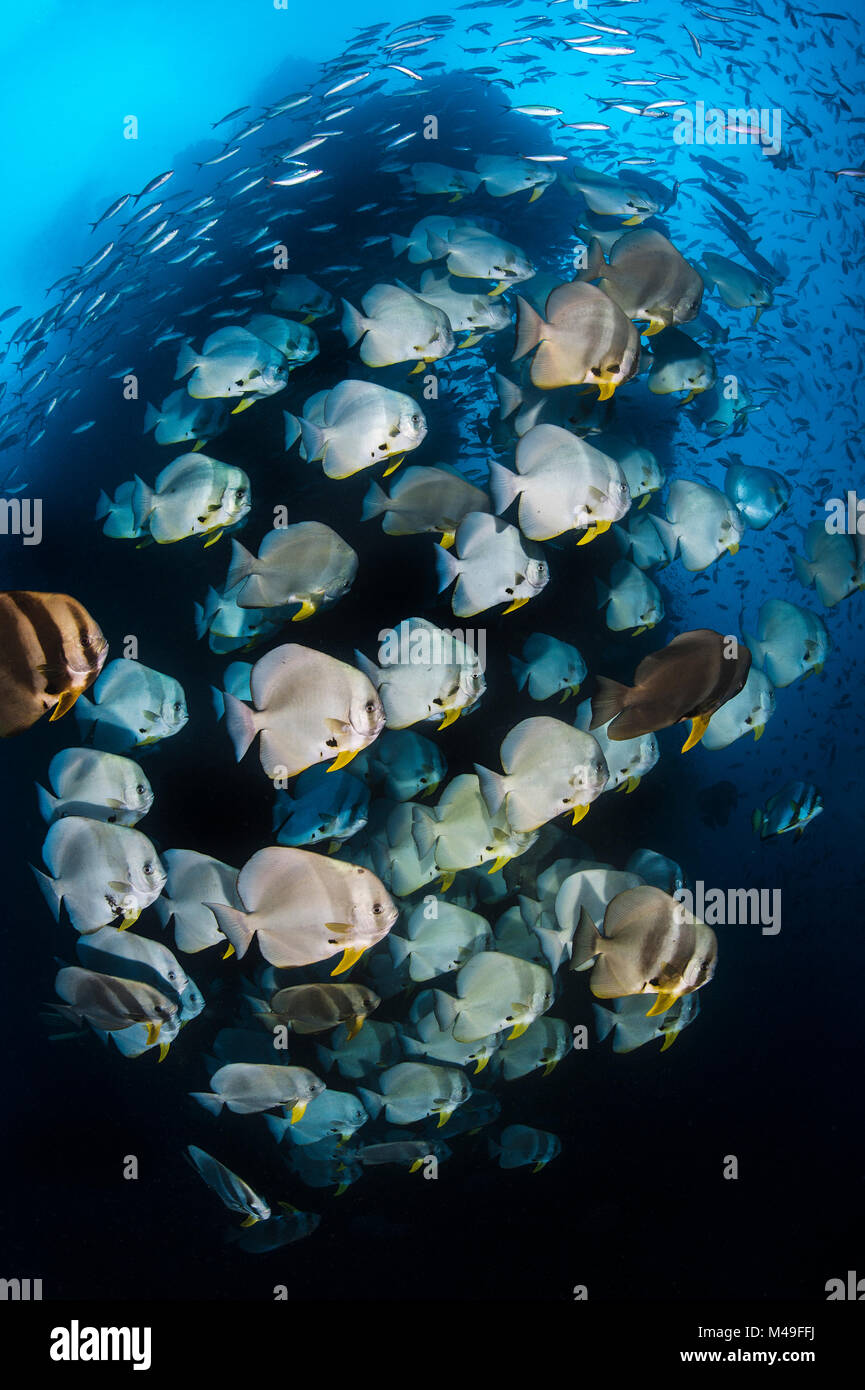 Longfin batfish (Platax teira) with Fusiliers (Caesio spp.) in the current in front of Baby Rock pinnacle. Misool, Raja Ampat, West Papua, Indonesia. Ceram Sea. Stock Photo