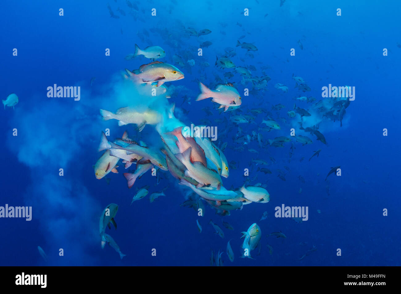 Bohar snappers (Lutjanus bohar) breaking up into smaller groups to spawn. The fish swim short arches above the main group as they release clouds of gametes.  Shark City, Ulong, Rock Islands, Palau. Tropical Pacific Ocean. Stock Photo