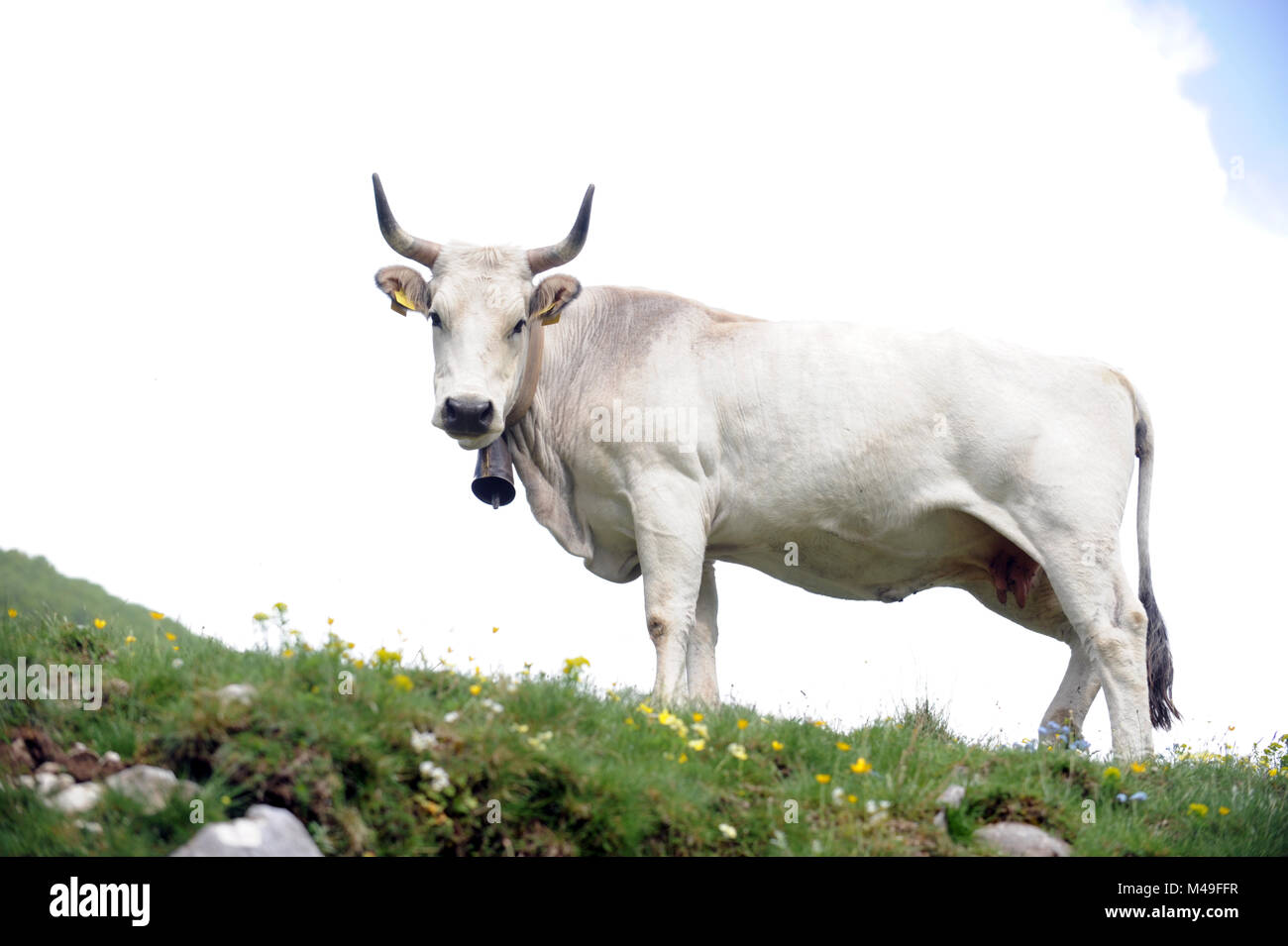 Cow on grazing on mountain in the Parco Nazionale d'Abruzzo, Lazio e Molise, Italy. Stock Photo