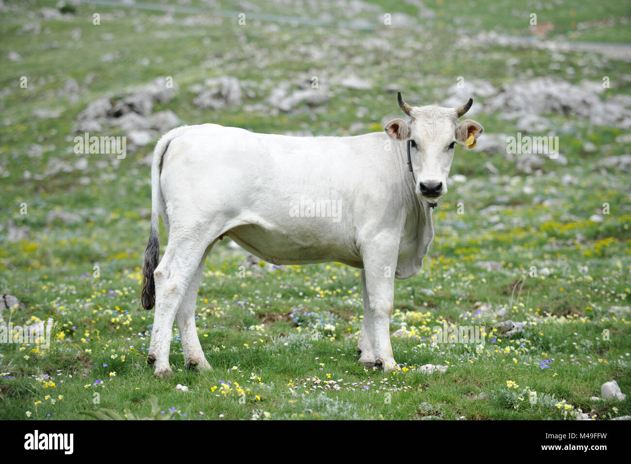 Cow on grazing on mountain in the Parco Nazionale d'Abruzzo, Lazio e Molise, Italy. Stock Photo