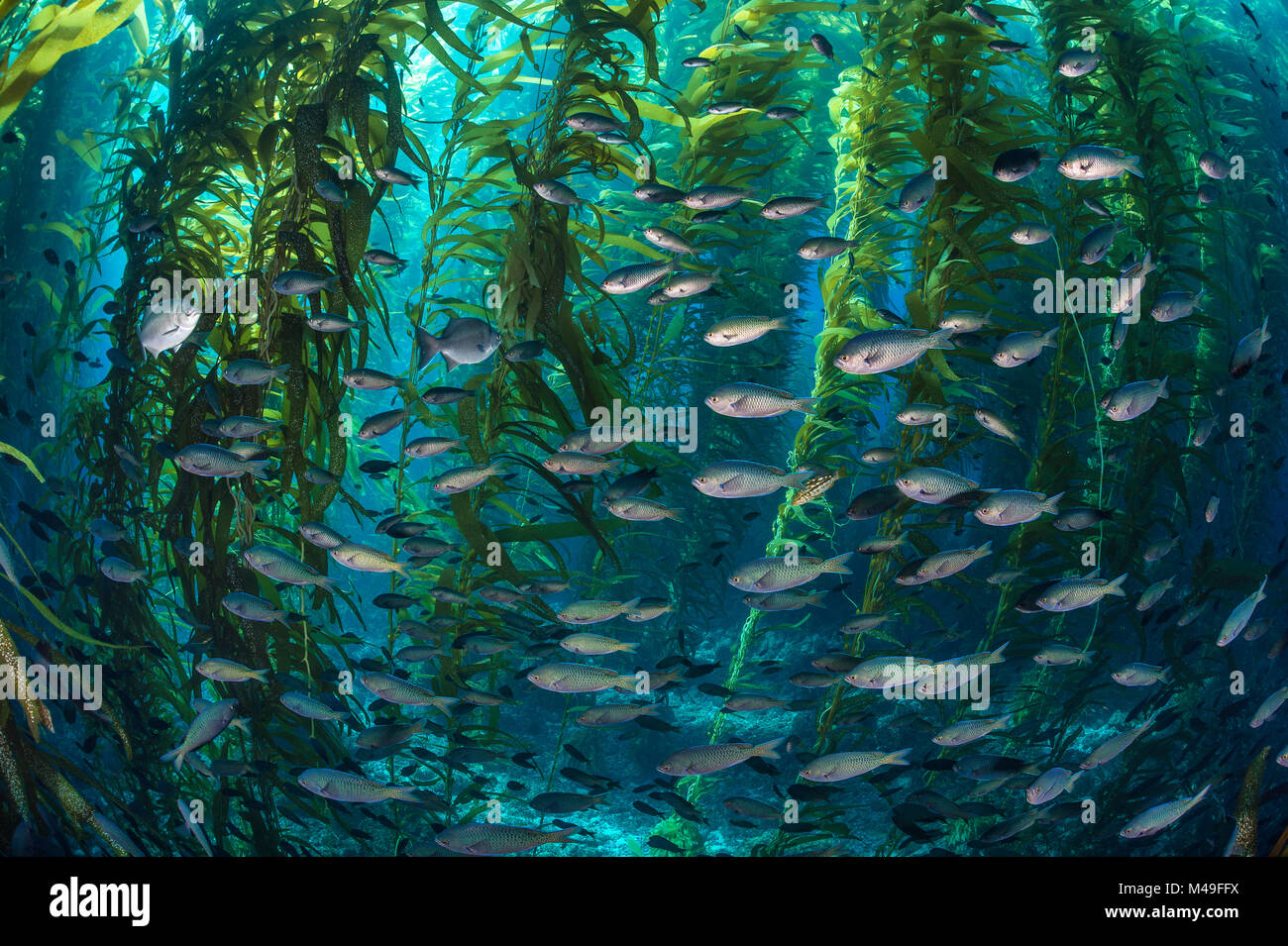 School of Blacksmith fish (Chromis punctipinnis) swim through a giant kelp (Macrocystis pyrifera) forest. Santa Barbara Island, Channel Islands. Los Angeles, California, United States of America. North East Pacific Ocean. Stock Photo